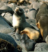Scientists reconstruct prehistoric behavior and ecology of northern fur seals