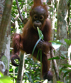 UC Santa Cruz anthropologists confirm link between diet and teeth of chimpanzees and orangutans