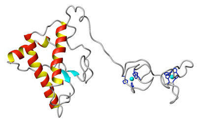 Study points to disruption of copper regulation as key to prion diseases