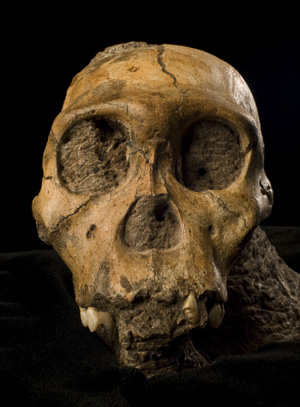 UCSC researcher contributes to major hominid fossil find in South Africa