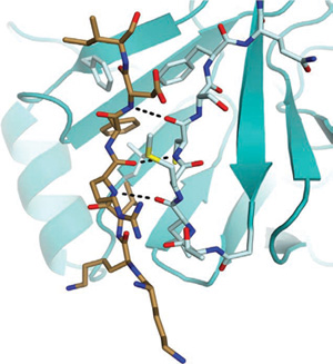 Protein structure reveals how tumor suppressor turns on and off