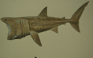 Sharks, seals and sea shells: marine science illustration students explore the waters of Monterey Bay