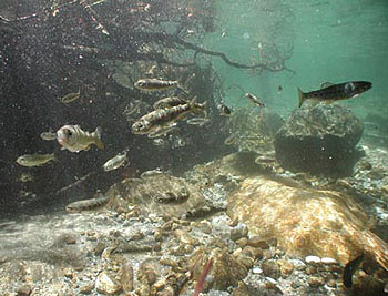 Steelhead study earns best paper award from American Fisheries Society
