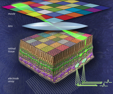 Researchers use hi-res detector to map neural circuits of the retina
