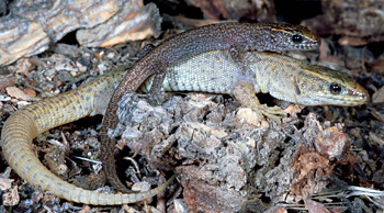 Family ties bind desert lizards in social groups