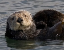 Seymour Center presents lecture on Pacific coast sea otters