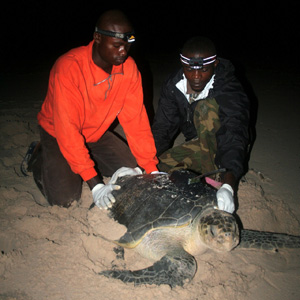 Africa’s sea turtles need passports for protection