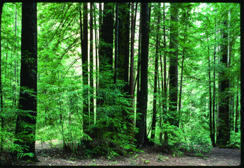Redwood conservation and rock and roll: Conferences keep campus busy in summer