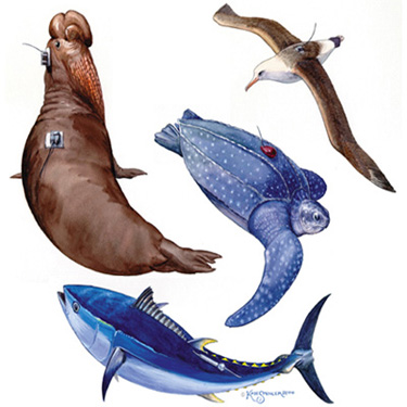 Tracking of top marine predators reveals Pacific Ocean hot spots