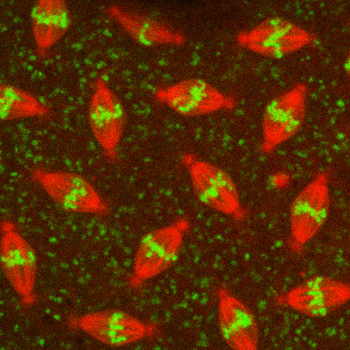 Microscopes borrow tricks from astronomy to see deep into living tissues