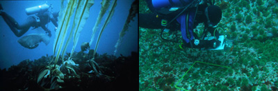 Loss of large predators has caused widespread disruption of ecosystems