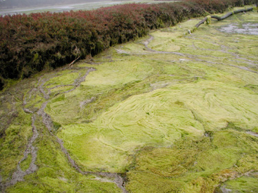 Excess nutrients threaten Elkhorn Slough ecosystem
