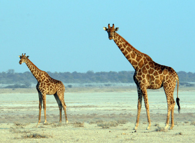In evolution of body size, 24 million generations from mouse to elephant
