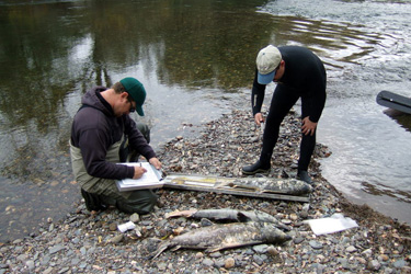 Hatchery fish mask the decline of wild salmon populations