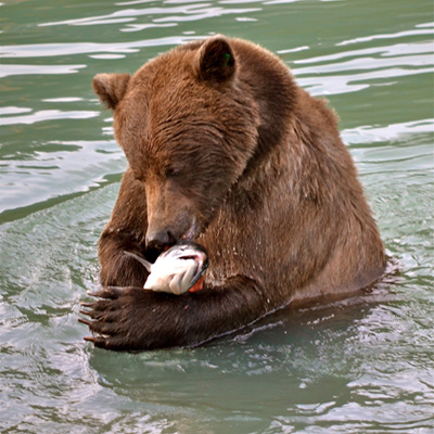 Why letting salmon escape could benefit bears and humans