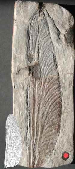 A fossilized wing within a piece of stone
