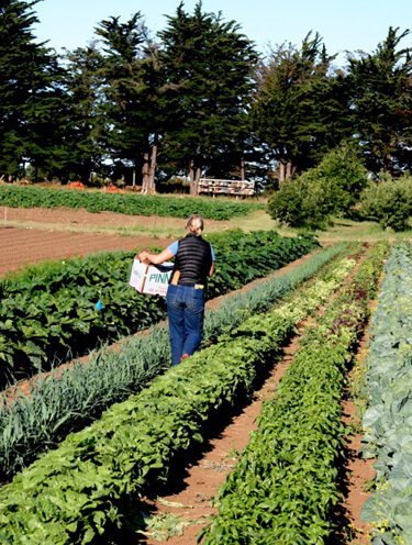 Sign-ups open for Community Supported Agriculture program