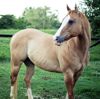 Scientists sequence genome of 700,000-year-old horse
