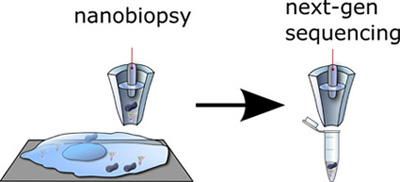 New technique allows ‘nanobiopsies’ of living cells