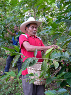 Proportion of shade-grown coffee shrinks as overall cultivation grows