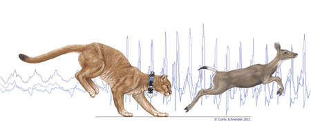 Study of mountain lion energetics shows the power of the pounce