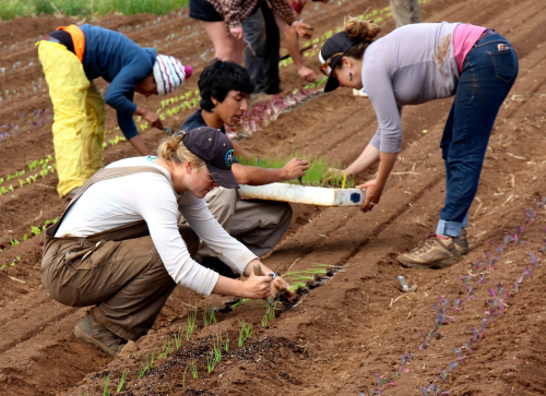 Scholarships available for UC Santa Cruz organic farming apprenticeships