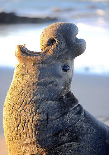 Male elephant seals use ‘voice recognition’ to identify rivals, study finds