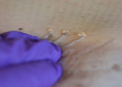 Proton-conducting material found in electrosensory organs of sharks