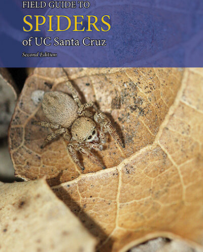 Undergrad publishes field guide to campus spiders