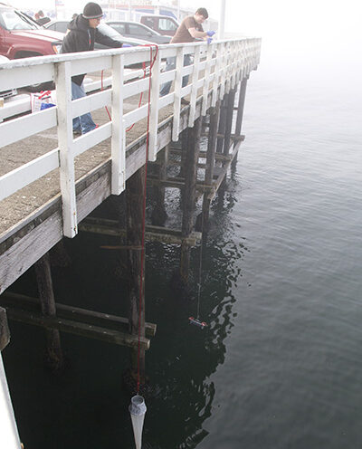 What causes algal blooms to become toxic?