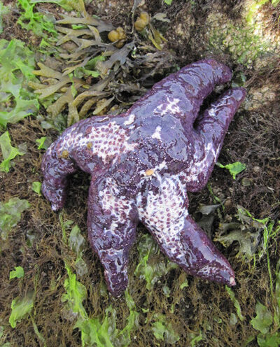 Marine researchers say recent sea star wasting disease epidemic defies prediction
