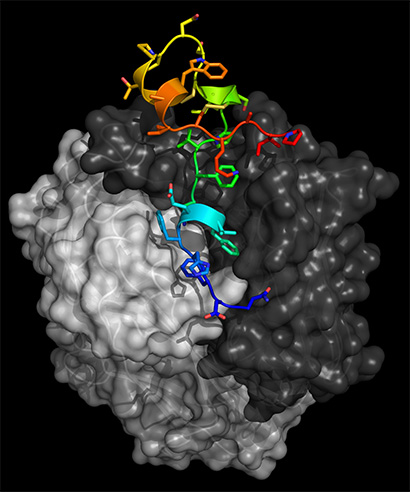 Antigen study supports new approach to vaccine for respiratory syncytial virus
