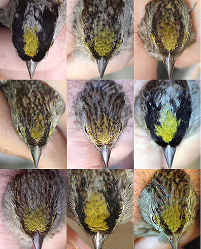 Among golden-crowned sparrows, a false crown only fools strangers