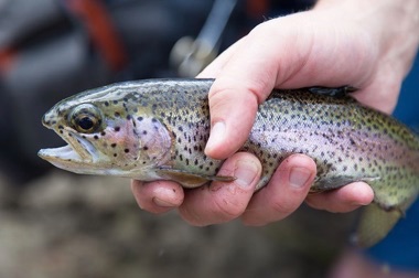 New meta-analysis reveals pace and extent of river recovery
