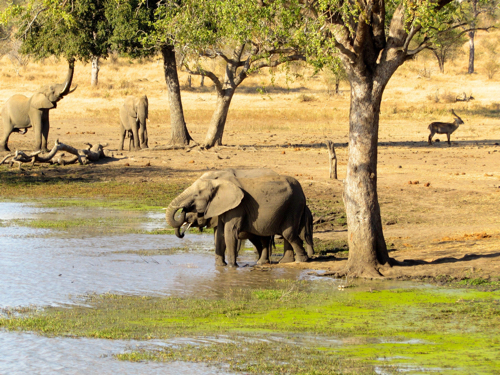 Grassland expansion—not human hunting—drove ancient African extinctions