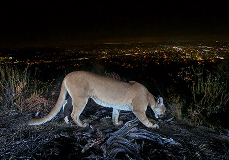 Whole genome sequencing could help save pumas from inbreeding