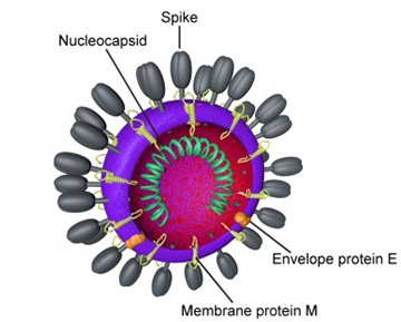 Coronavirus genome posted on the UCSC Genome Browser