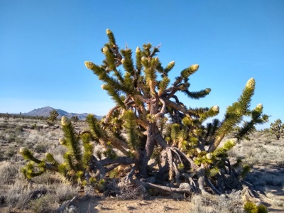 Grad student wins support for Joshua tree research