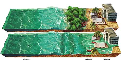 Tides approaching coastal development with and without mangroves in front.