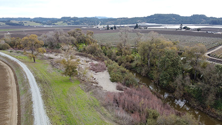 Recruiting raptors for rodent control along the Pajaro River levee