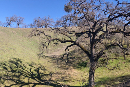 Watching the flow of water through oak woodlands at Arbor Creek Experimental Watershed
