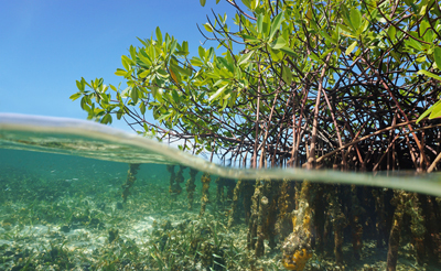 Two vital buffers against climate change are just offshore