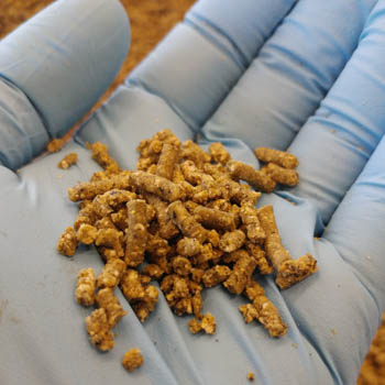 Research breakthrough achieves fish-free aquaculture feed that raises key standards