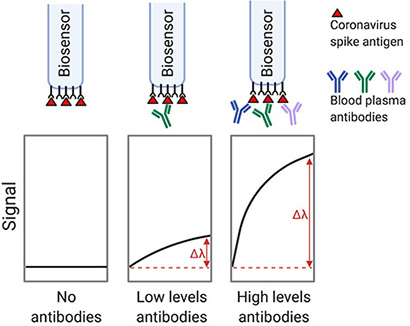 New serological assay provides rapid, accurate testing for SARS-CoV-2 antibodies