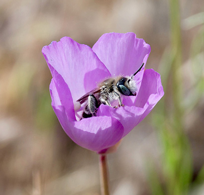Study of flowers with two types of anthers solves mystery that baffled Darwin