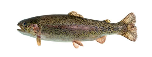 Grant funding will advance aquaculture research in UCSC’s new state-of-the-art facility
