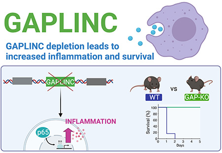 Noncoding RNA has surprising effects on immune response and sepsis, study finds
