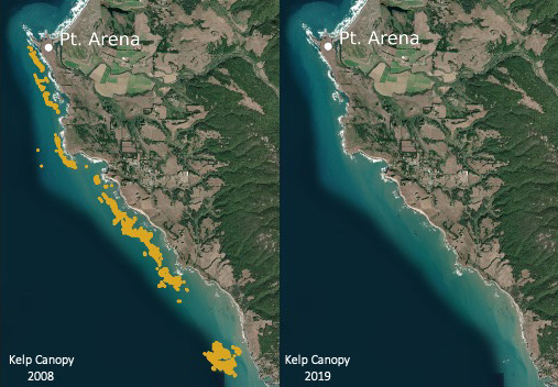 The collapse of Northern California kelp forests will be hard to reverse