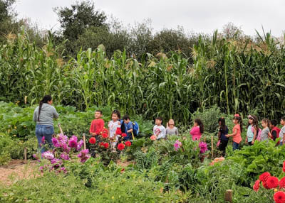 Research partnership will highlight STEM learning in local community garden