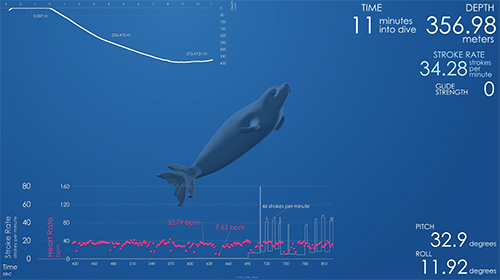 Data-driven animations of marine mammals combine biology, art, and computation